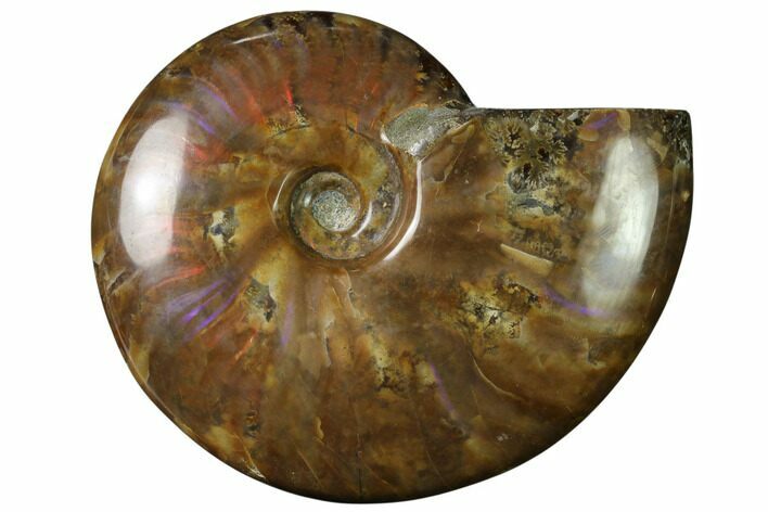 Flashy Red Iridescent Ammonite #155212